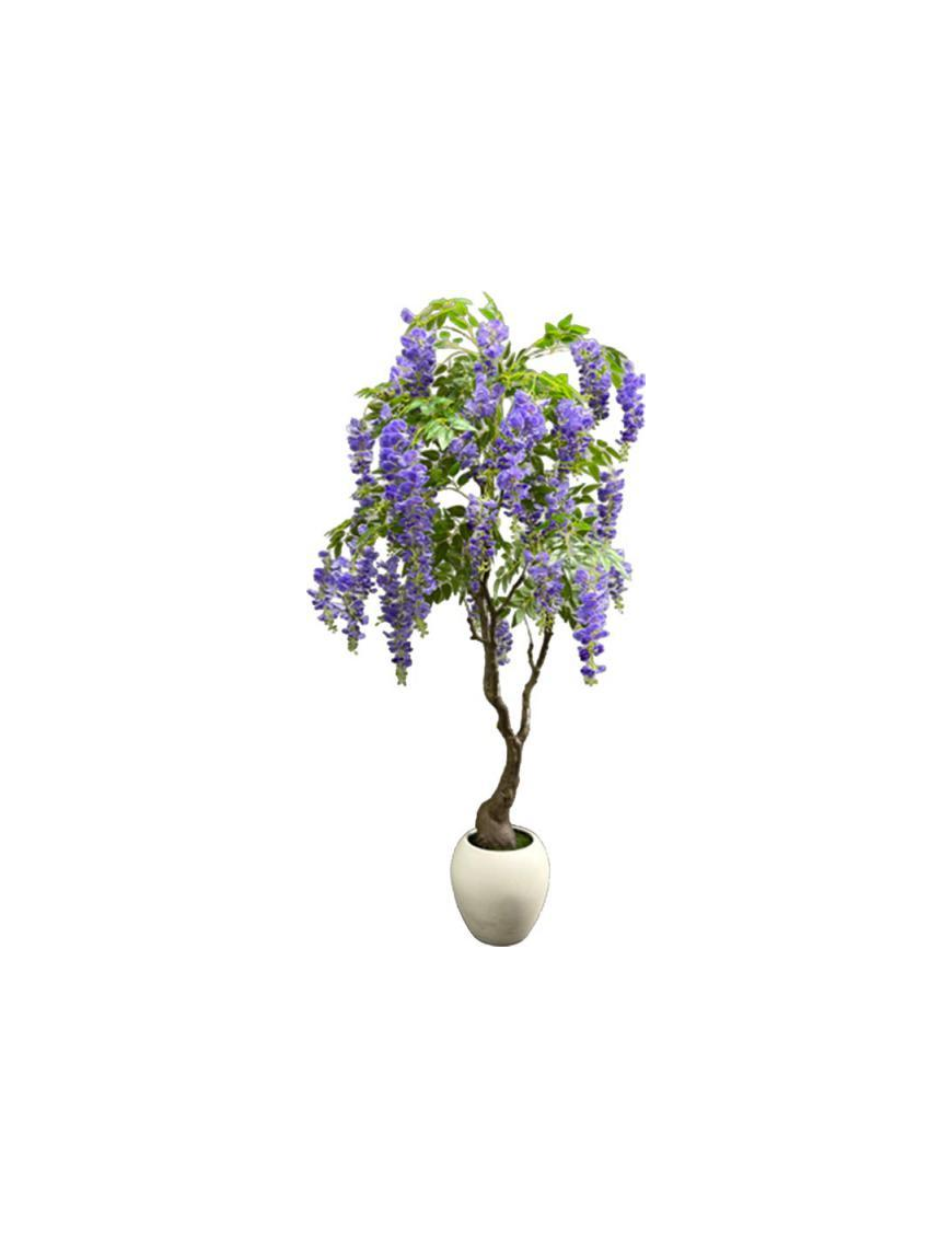 PIANTA GR. GLICINE POTTED 180cm 63192