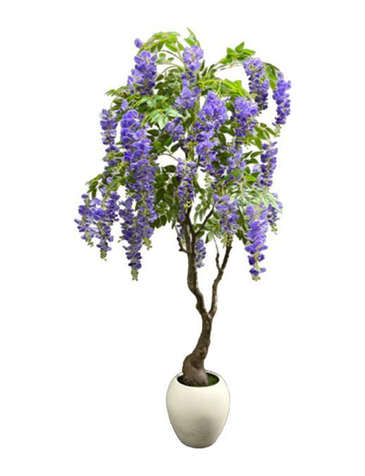 PIANTA GR. GLICINE POTTED 180cm 63192