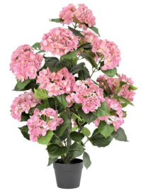 PIANTA GR. ORTENSIA ROSA 90cm 63187