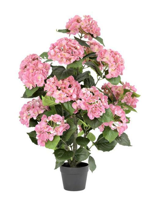 PIANTA GR. ORTENSIA ROSA 90cm 63187