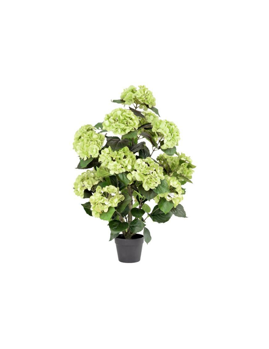 PIANTA GR. ORTENSIA VERDE 90cm 63190