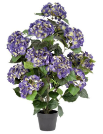 PIANTA GR. ORTENSIA VIOLA 90cm 63189