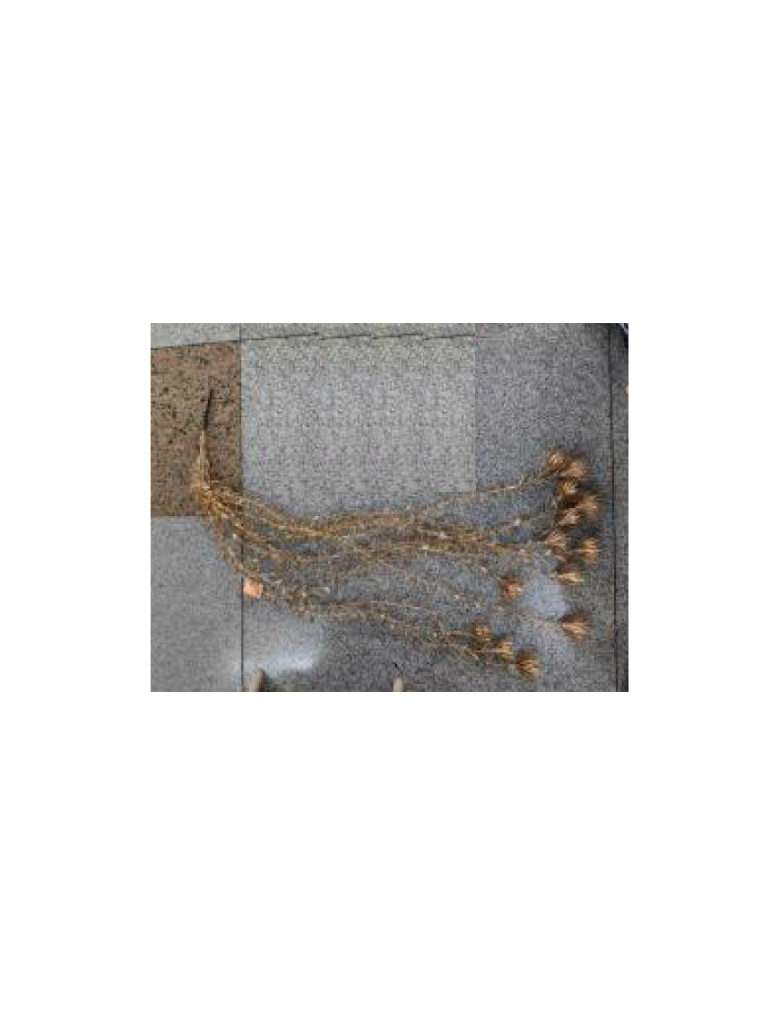 METAL. ORO CADENTE 110cm 73350