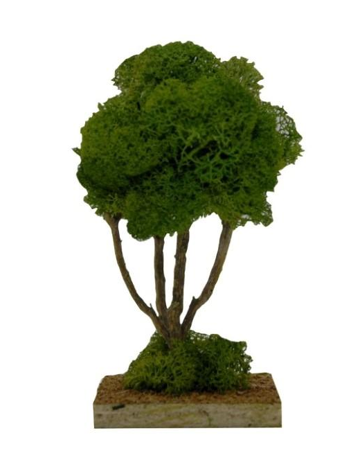 SINGLE LICHEN PINE TREE 14cm