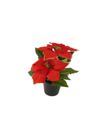 STELLA DI NATALE ROSSO PIANTA 24cm