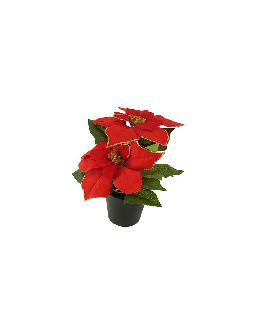 STELLA DI NATALE ROSSO PIANTA 24cm