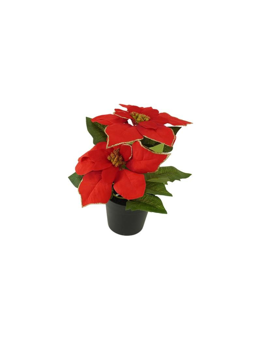 STELLA DI NATALE ROSSO PIANTA 24cm