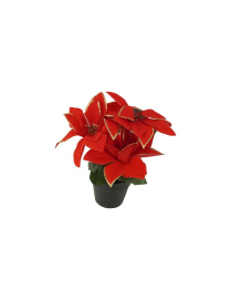 STELLA DI NATALE ROSSO PIANTA 18cm