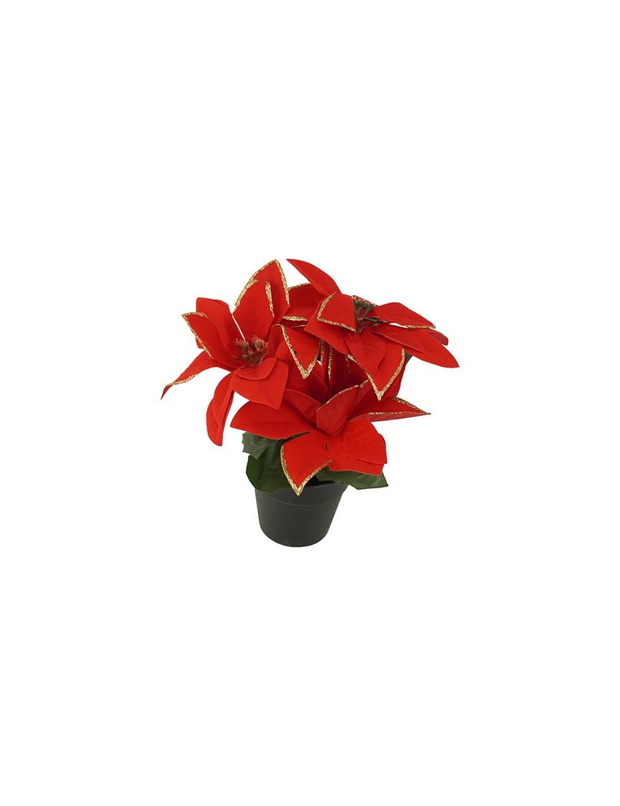 STELLA DI NATALE ROSSO PIANTA 18cm