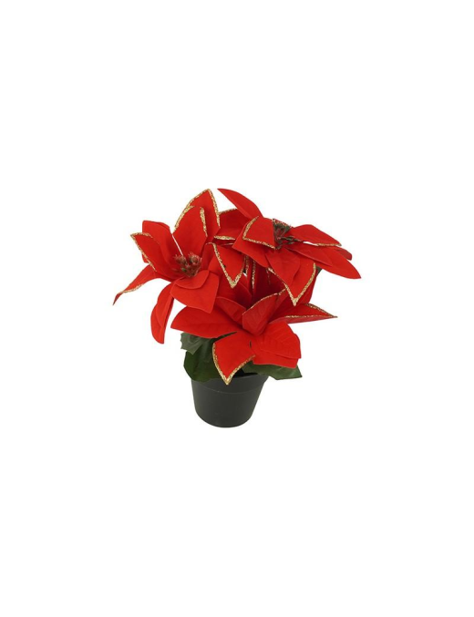 STELLA DI NATALE ROSSO PIANTA 18cm